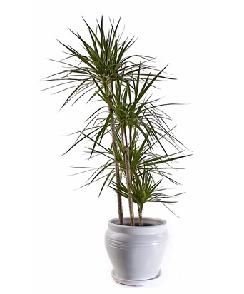 Dracaena Marginata 3 Kök